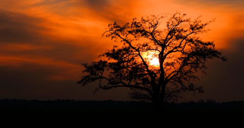 Darmowe zdjęcie z galerii z drzewo, zachód słońca