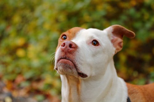 Free Photos gratuites de chien, pitbull Stock Photo