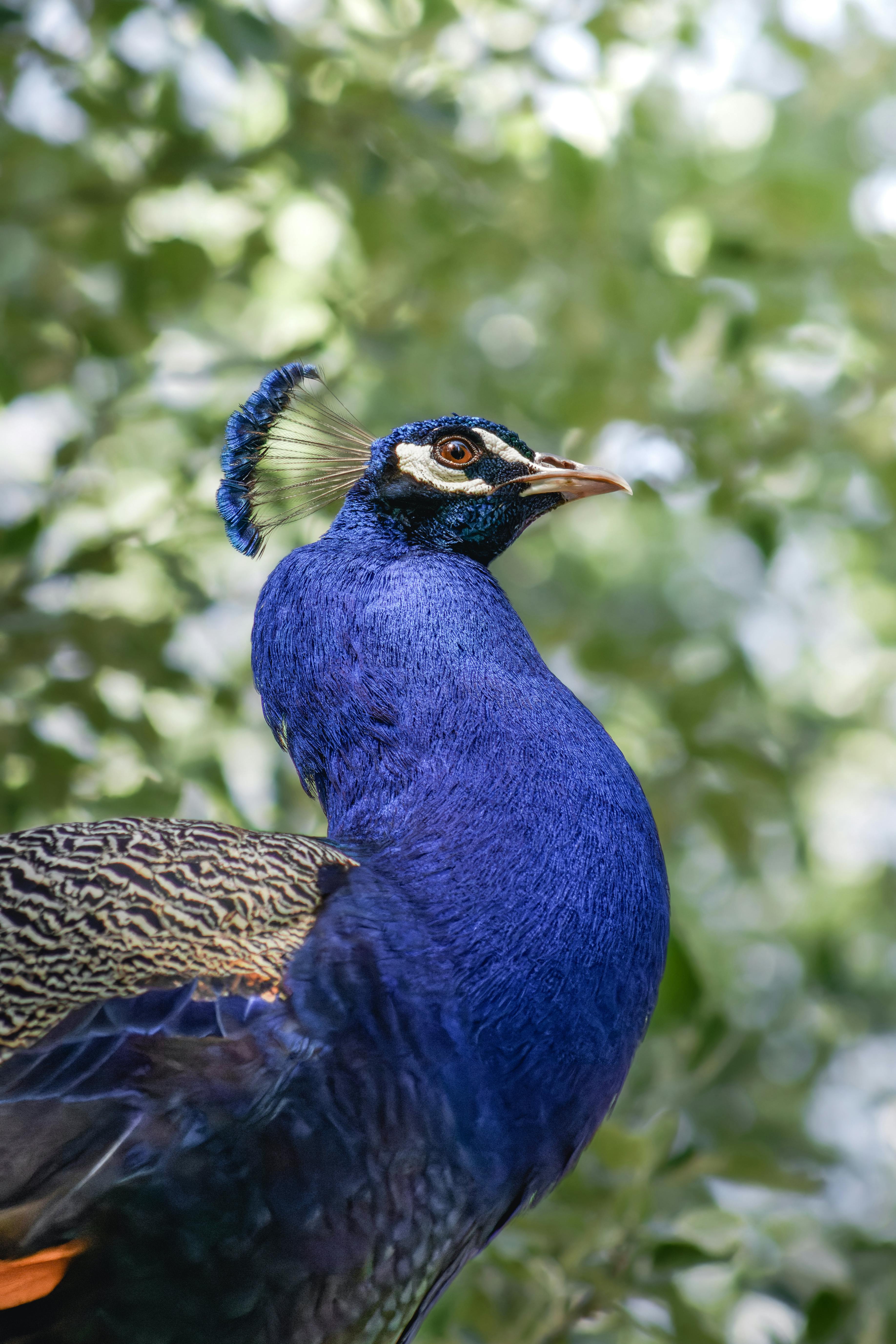 A beautiful peacock showcasing its colorful feathers against a lush green background in Chile.