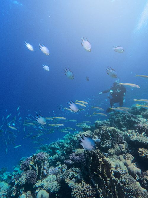Free Vibrant underwater scene with scuba diver exploring coral reef and colorful fish in South Sinai, Egypt. Stock Photo