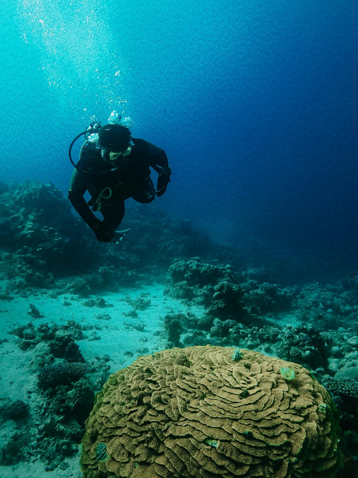Nurkowanie w Morzu Czerwonym - kolorowe rafy koralowe i zycie podwodne