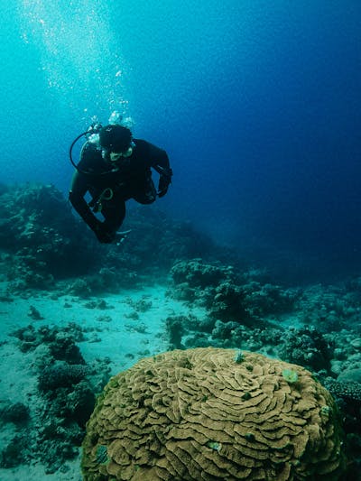 Nurkowanie w Morzu Czerwonym