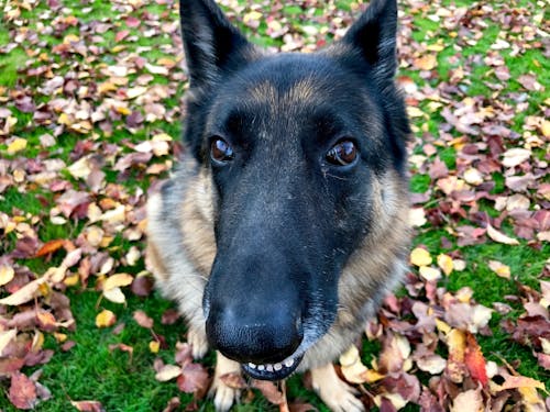 Free stock photo of dog, german shepherd, pet