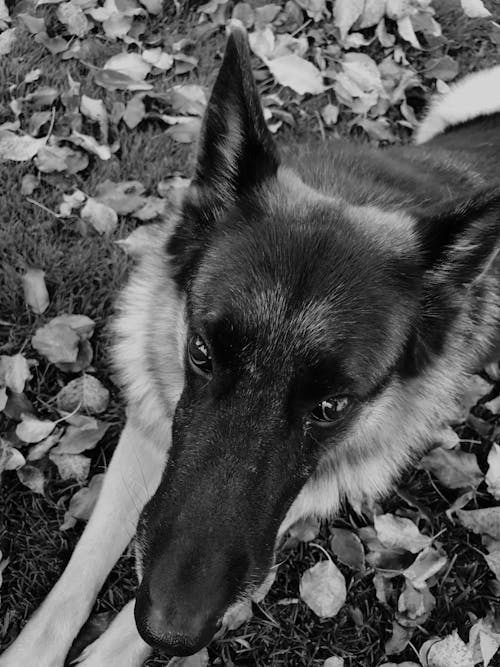 Free stock photo of dog, german shepherd, pet