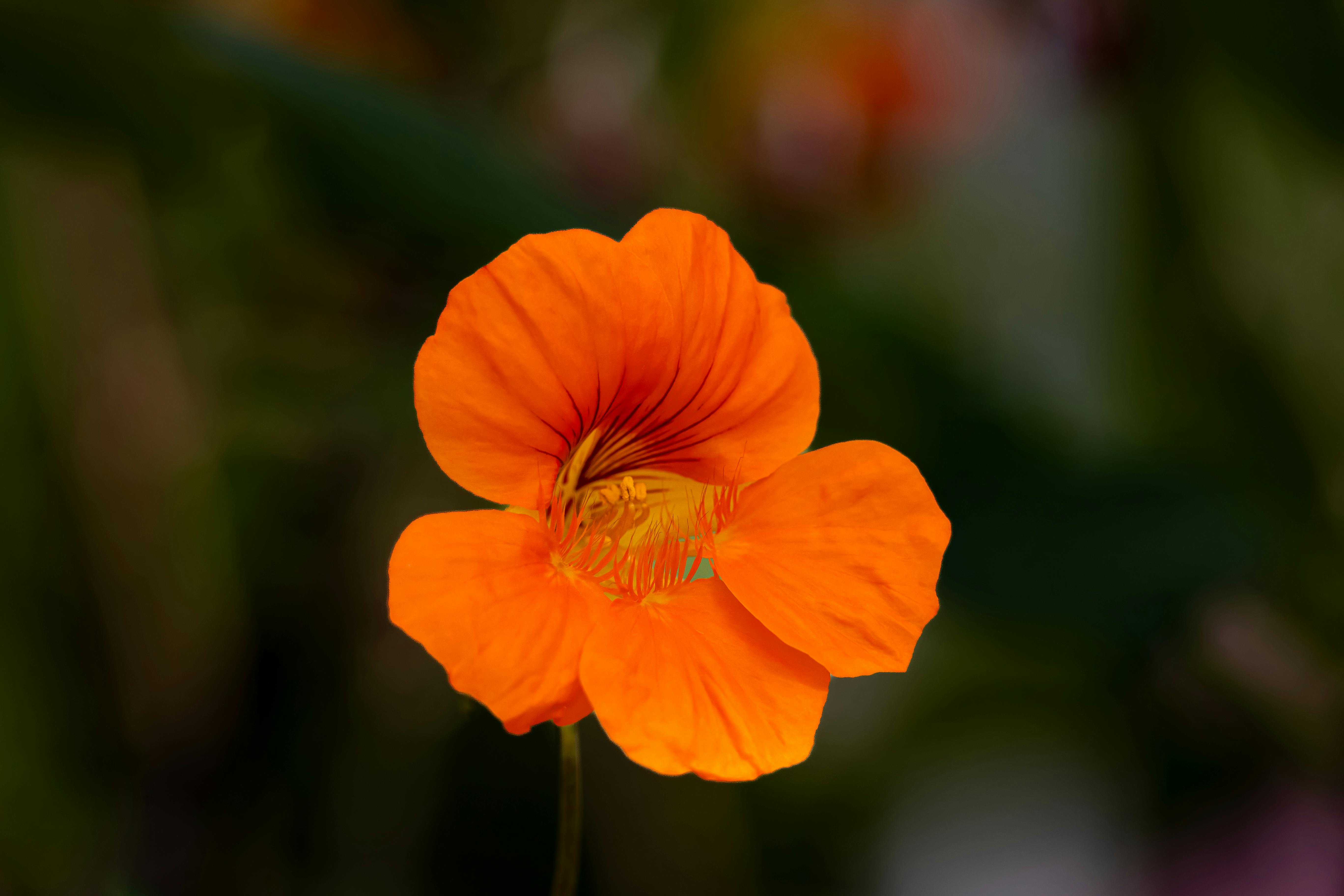 nasturtium ideal sun and soil UK