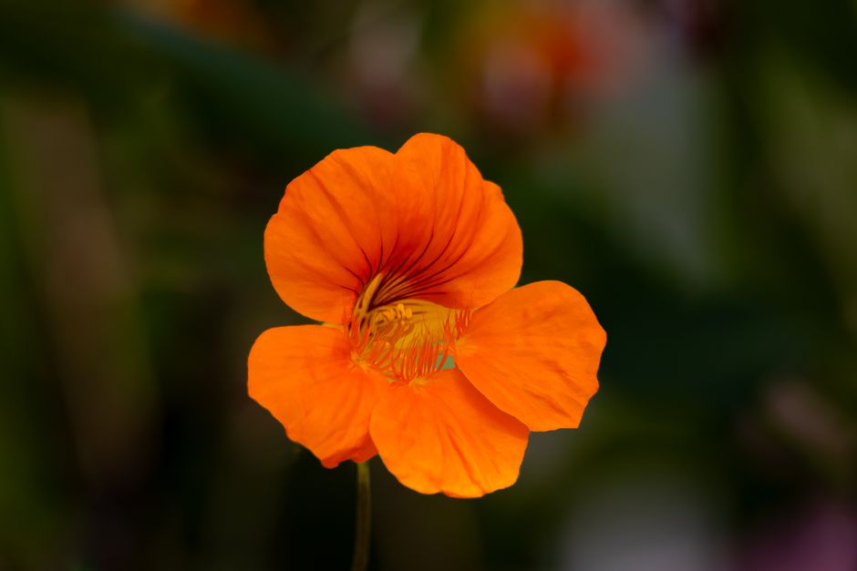 Capucine des Canaries