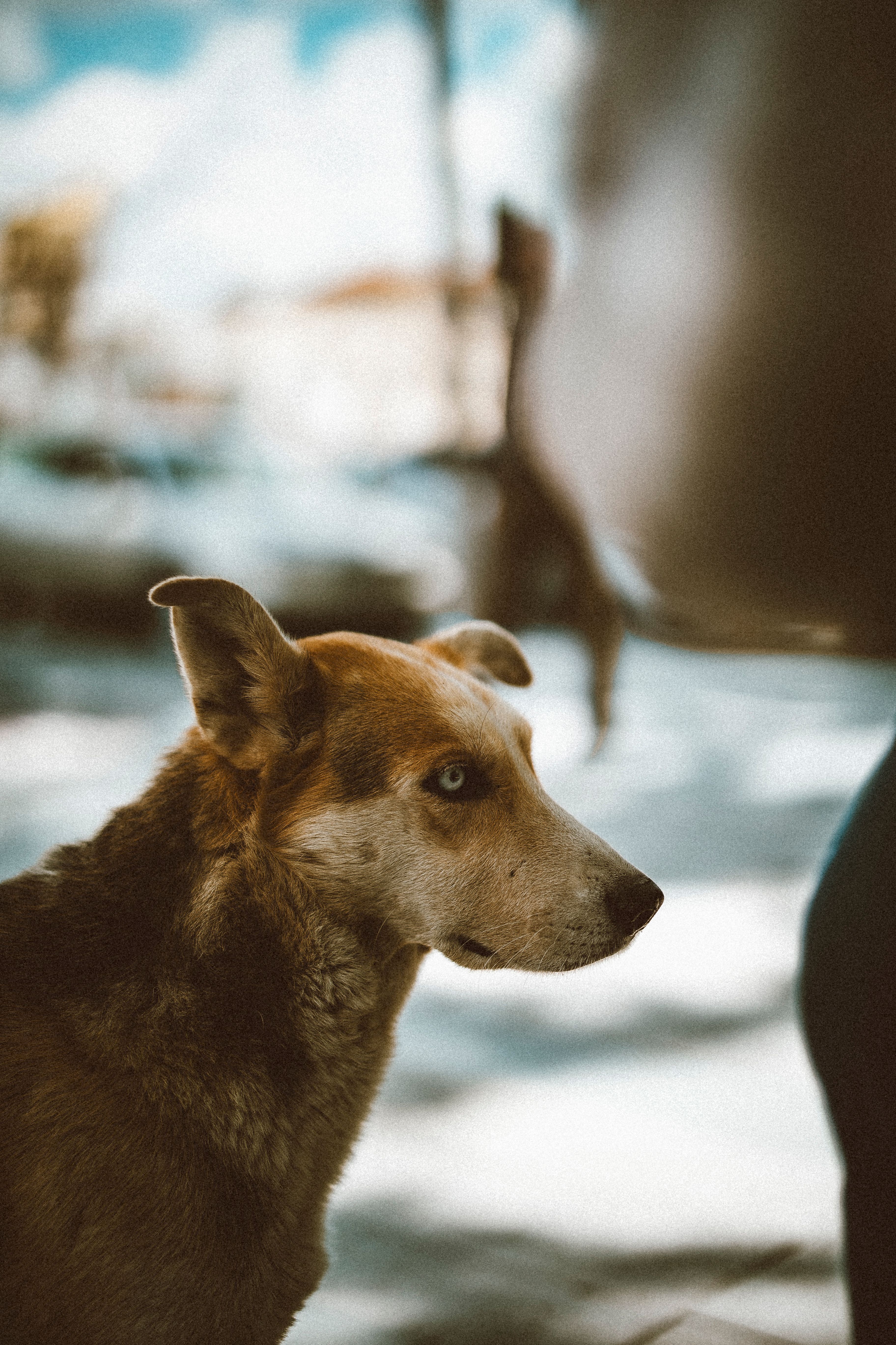 4k Dog Wallpaper Photos, Download The BEST Free 4k Dog Wallpaper Stock