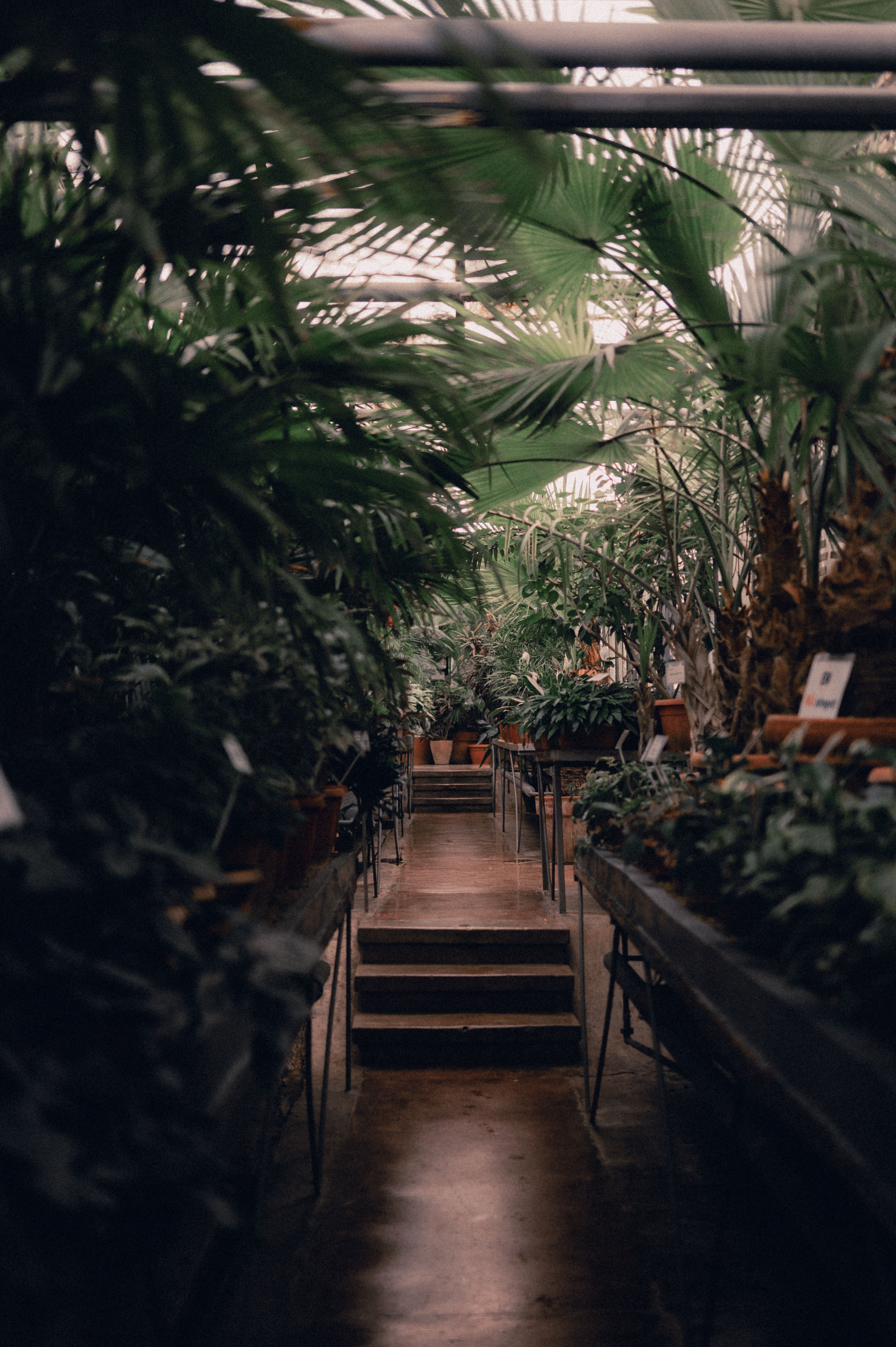 Lush Indoor Greenhouse with Tropical Plants · Free Stock Photo