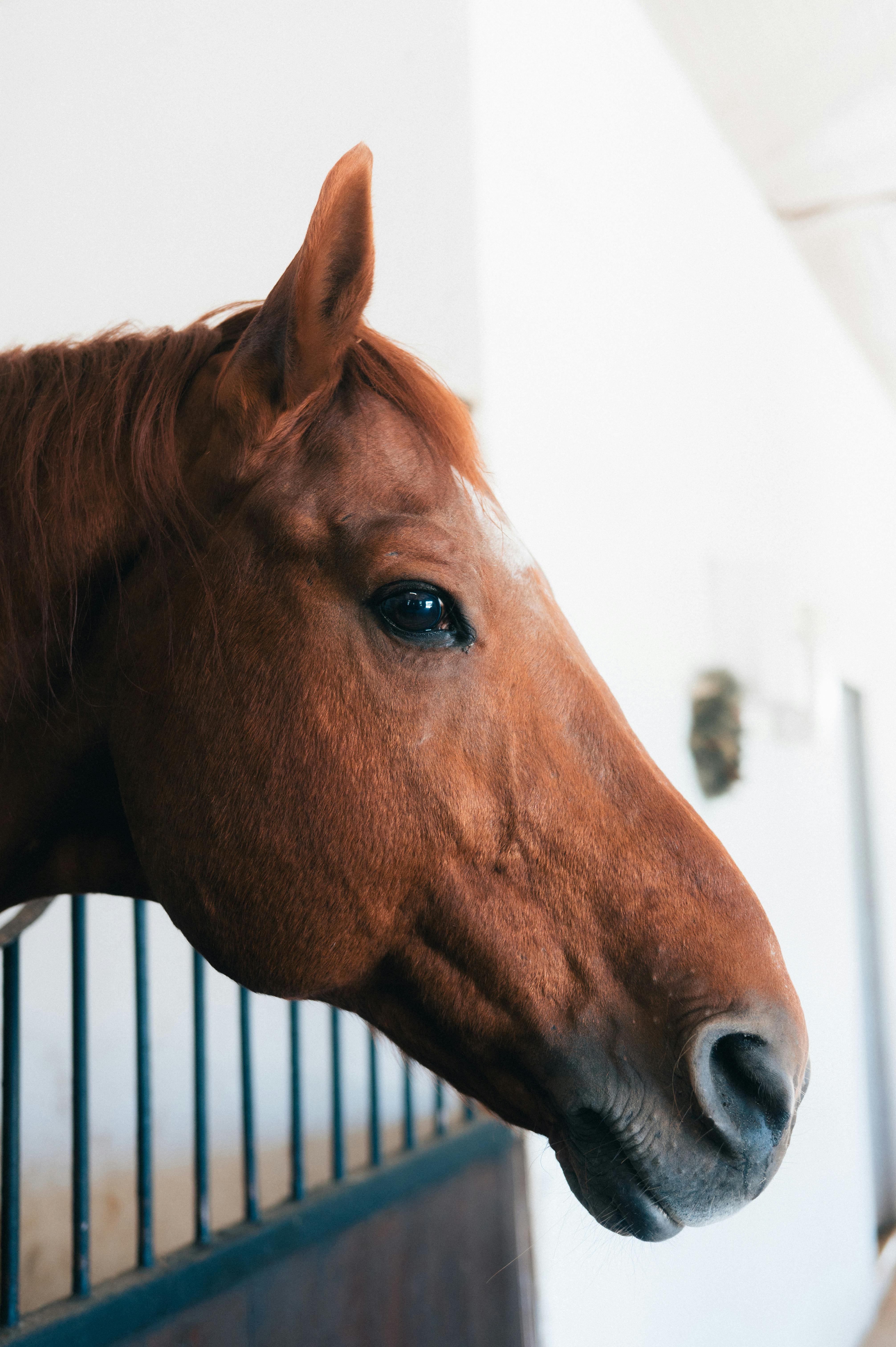 A detailed close-up of a chestnut horse's head inside a stable with white walls.