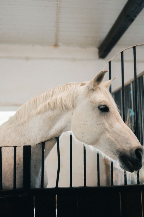 Free A white horse stands calmly in a stable behind iron bars, captured indoors. Stock Photo