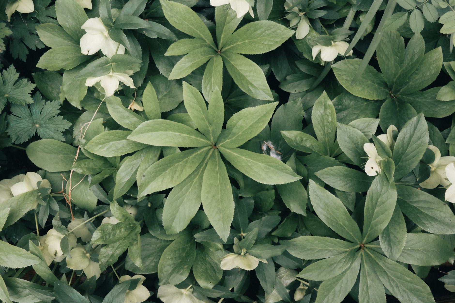 hellebores under tree UK garden