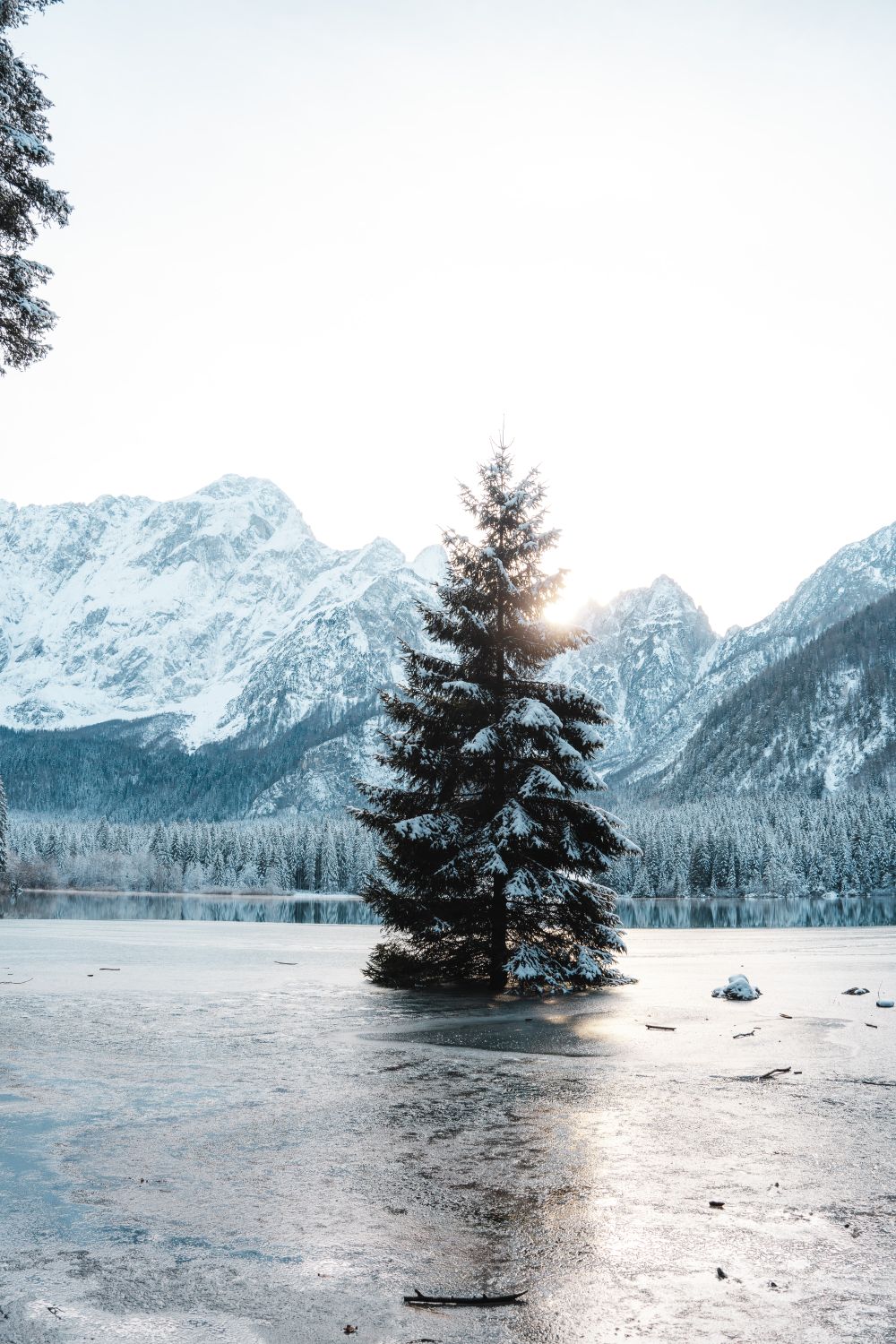 Serene Winter Landscape with Snowy Pine Tree · Free Stock Photo