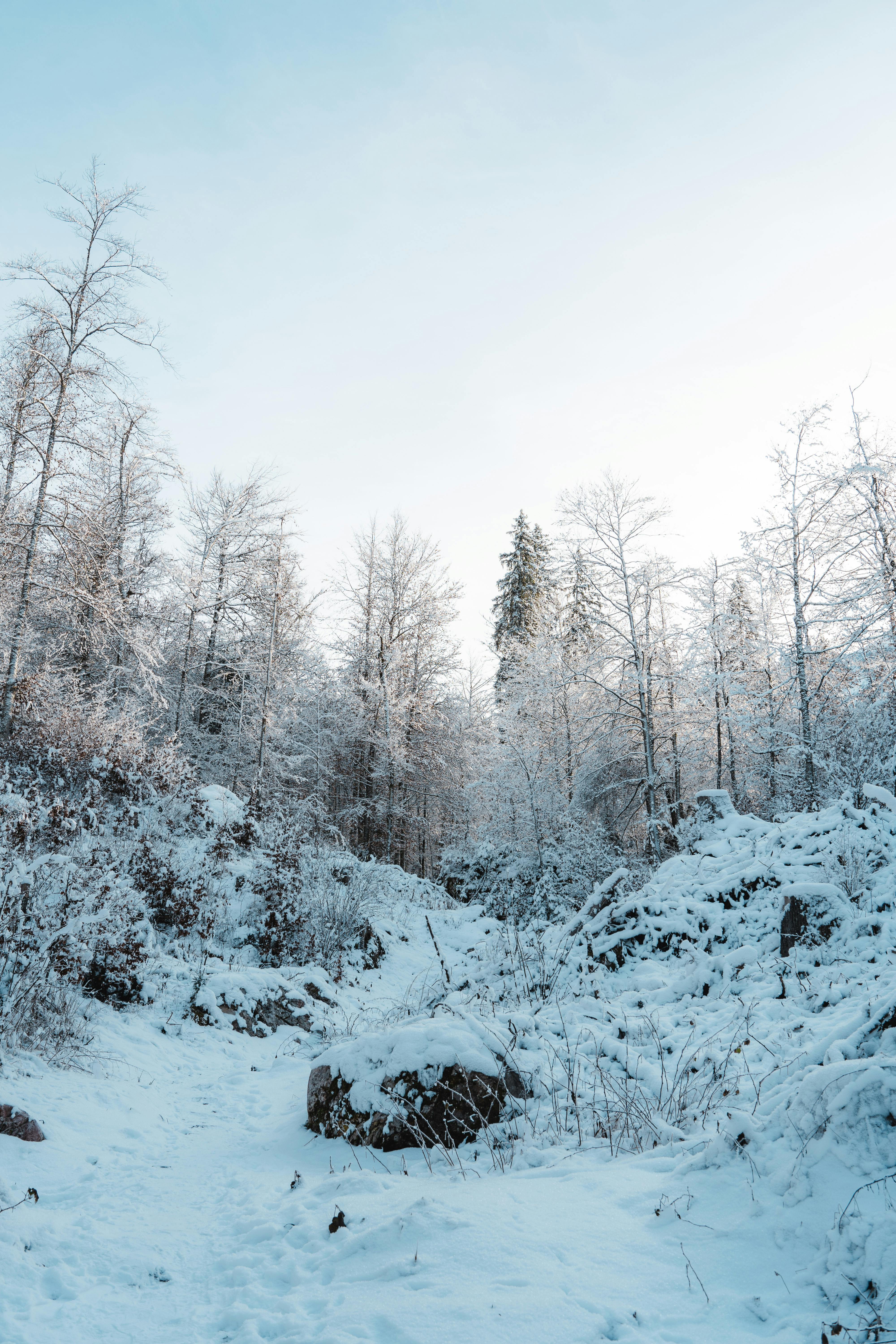 A tranquil winter landscape featuring snow-laden trees in a quiet forest setting, under a clear sky.