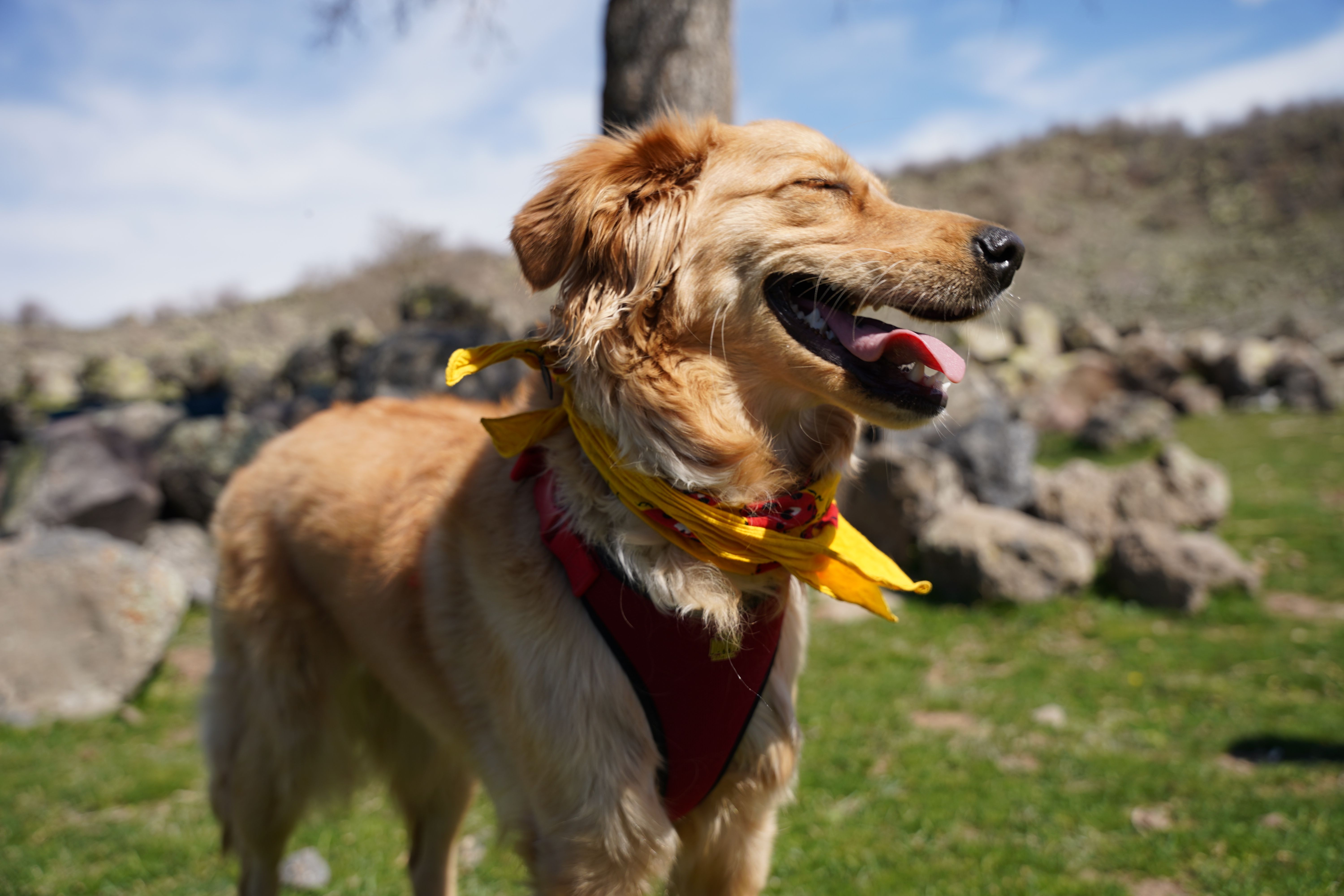 Best Cooling Dog Bandanas for Hot Weather