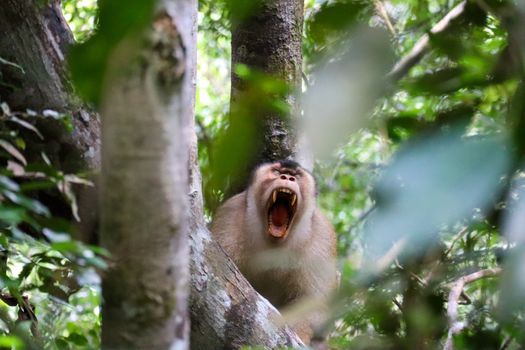 Sipadan diving (advanced) — Borneo