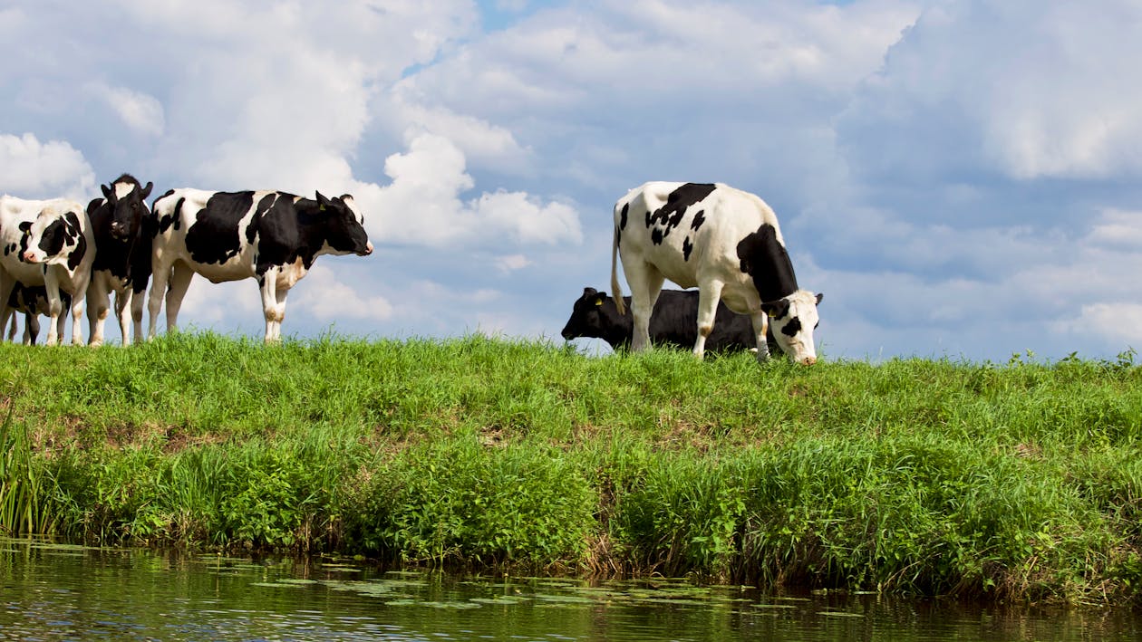 Free Cows on Farm Against Sky Stock Photo