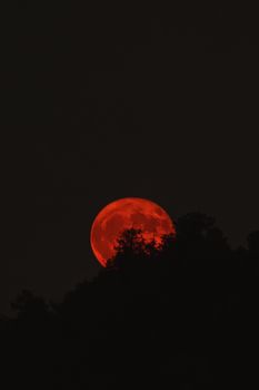 Captivating red lunar eclipse creating a mystical view over a forest silhouette at night.