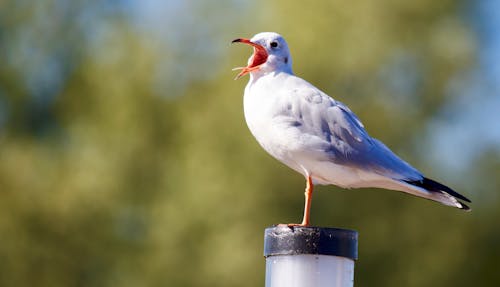 Free Close-up of Bird Perching on Wood Stock Photo