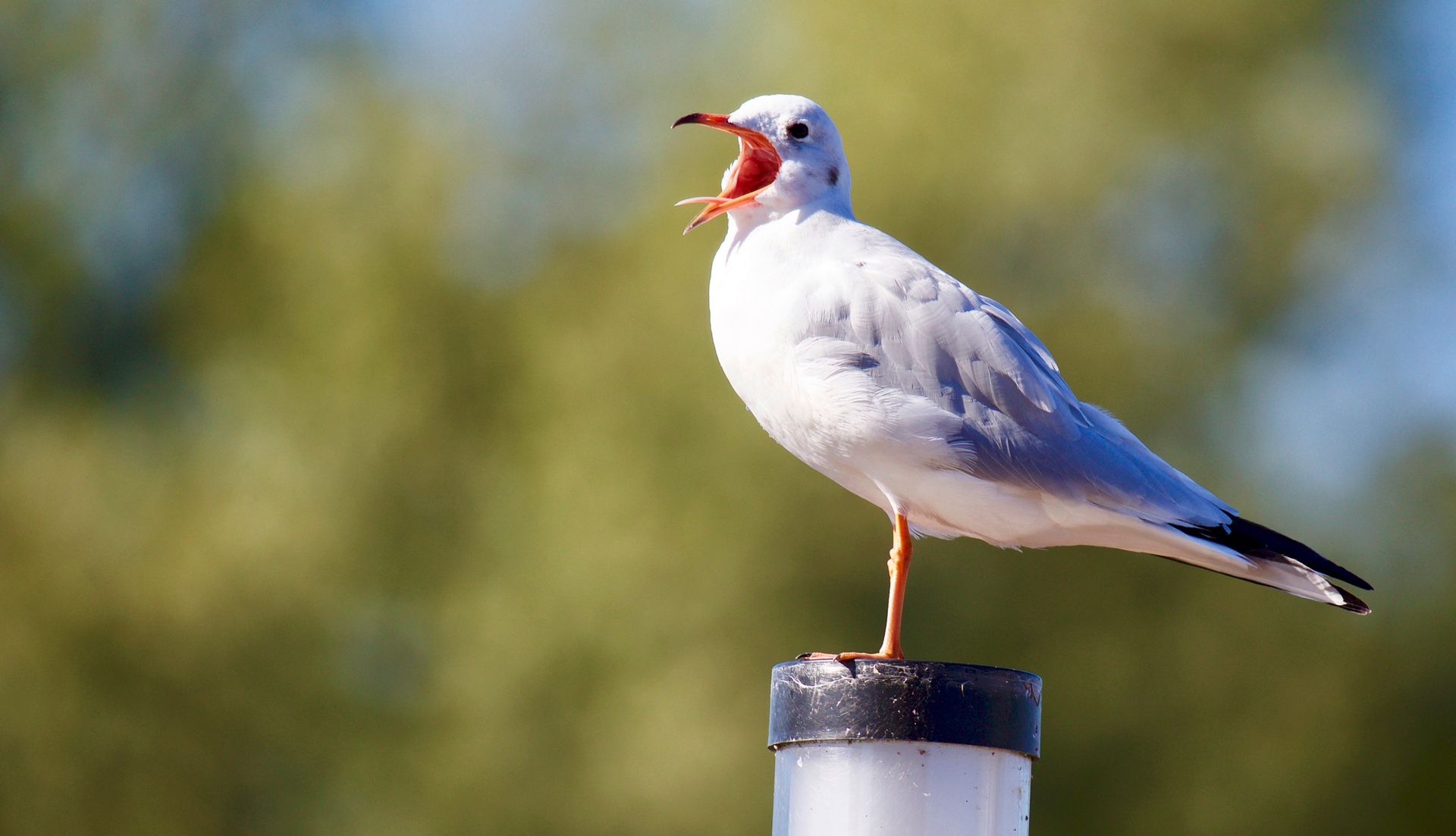 Close-up of Bird Perching on Wood