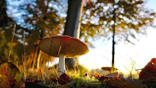 Close-up of Mushroom Growing on Field