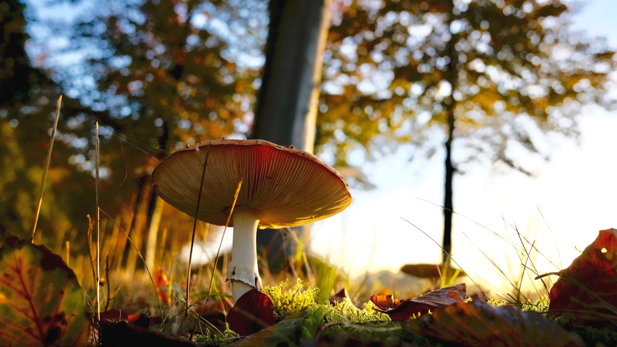 免费 蘑菇生长在球场上的特写镜头 素材图片