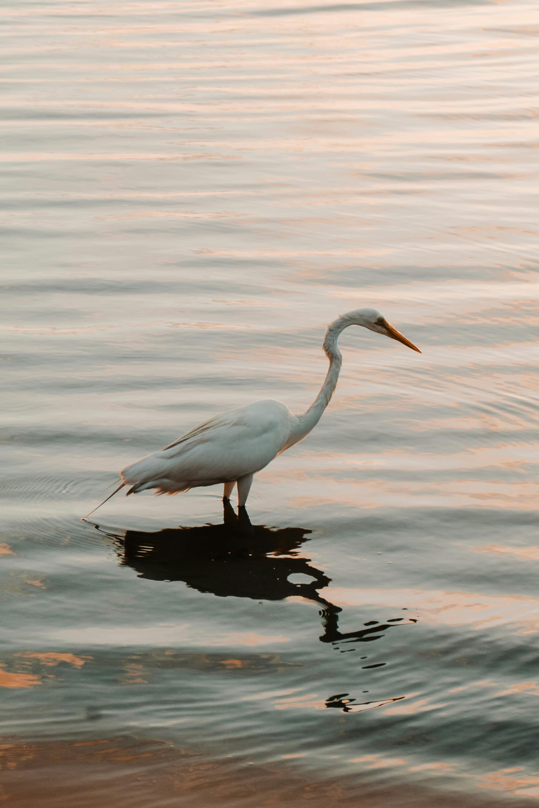 A graceful egret stands elegantly in calm waters during a serene sunset, reflecting peace and beauty.