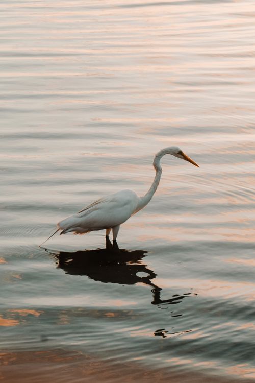Free A graceful egret stands elegantly in calm waters during a serene sunset, reflecting peace and beauty. Stock Photo