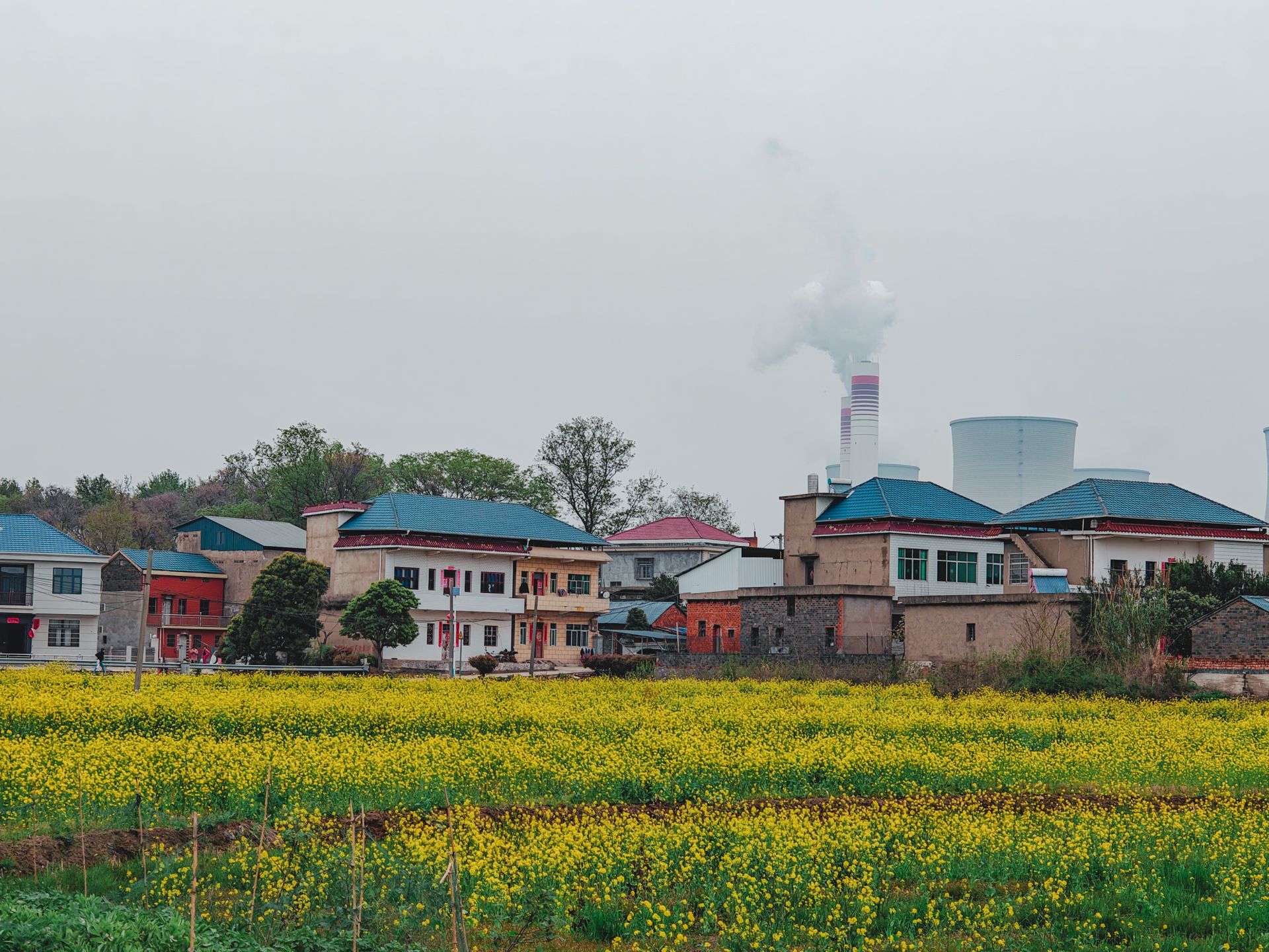 Countryside village and power plant juxtaposition with yellow flower field in China.