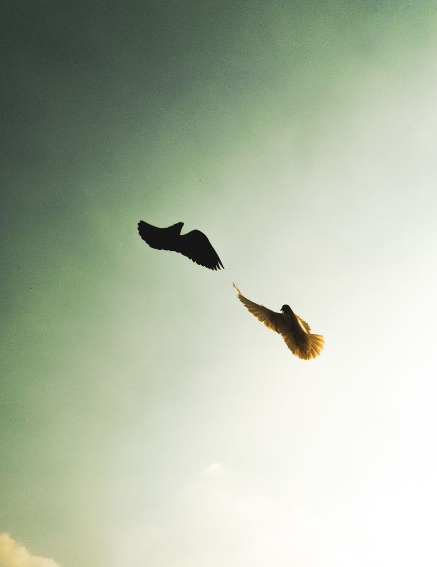 Majestic birds in flight against golden sky