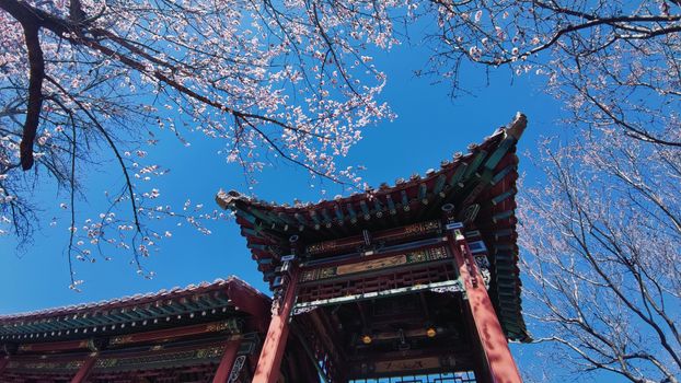 Elegant traditional Asian structure beneath blooming apricot blossoms against a bright blue sky.