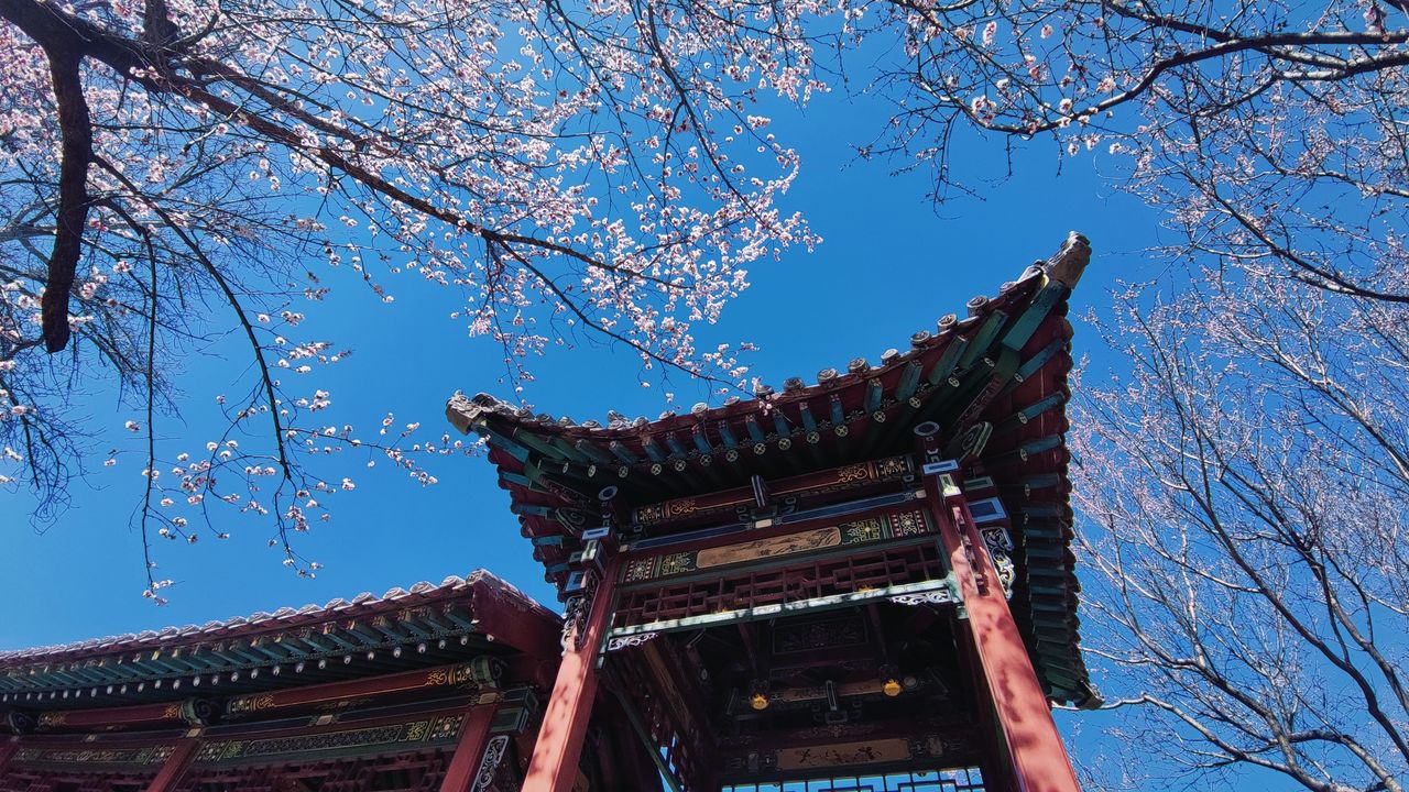 elegant traditional asian structure beneath blooming apricot blossoms