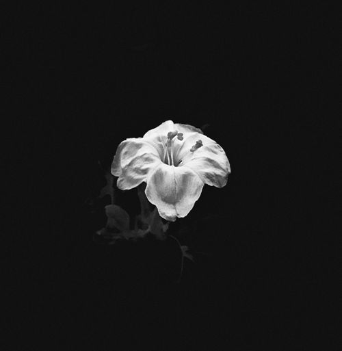 Free Blanco y negro colección FLOWERS ISO Stock Photo