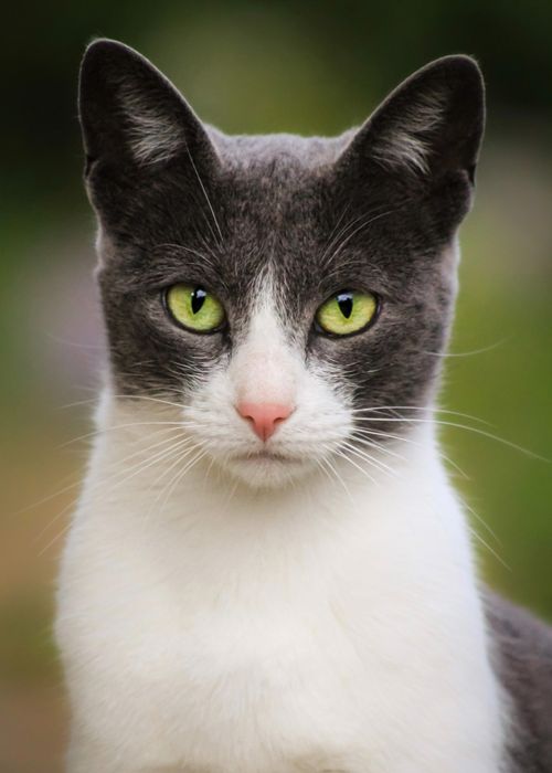 Free Elegant close-up of a grey and white cat with bright green eyes, outdoors. Stock Photo
