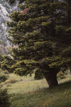 Peaceful mountain landscape with a lush pine tree and meadow in Seydişehir, Türkiye.