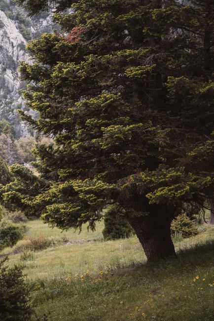 Peaceful mountain landscape with a lush pine tree and meadow in Seydişehir, Türkiye.