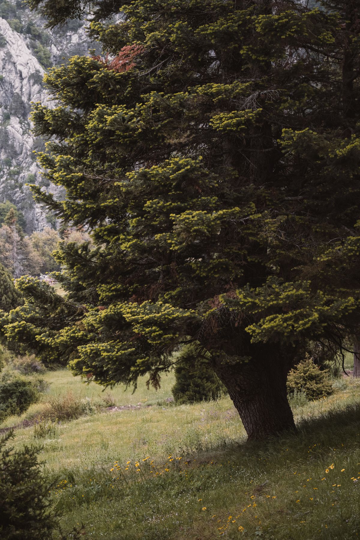 Pictures Of Tree Photos, Download The BEST Free Pictures Of Tree Stock ...