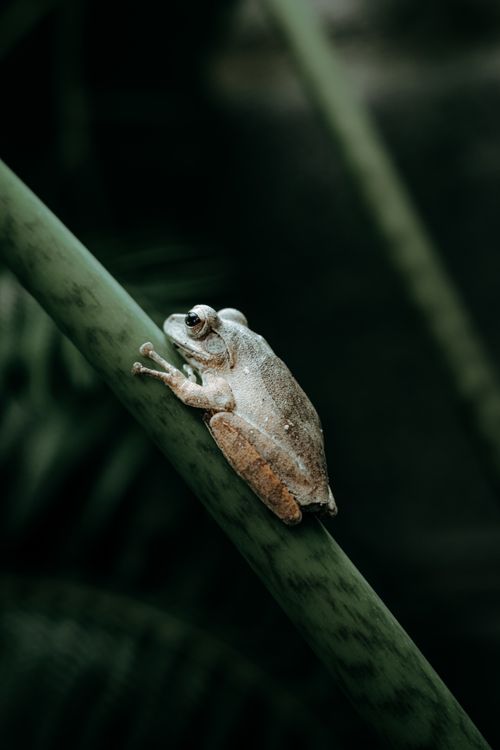 Free Close-up photo of a tree frog perched on a green tropical plant in nature. Stock Photo