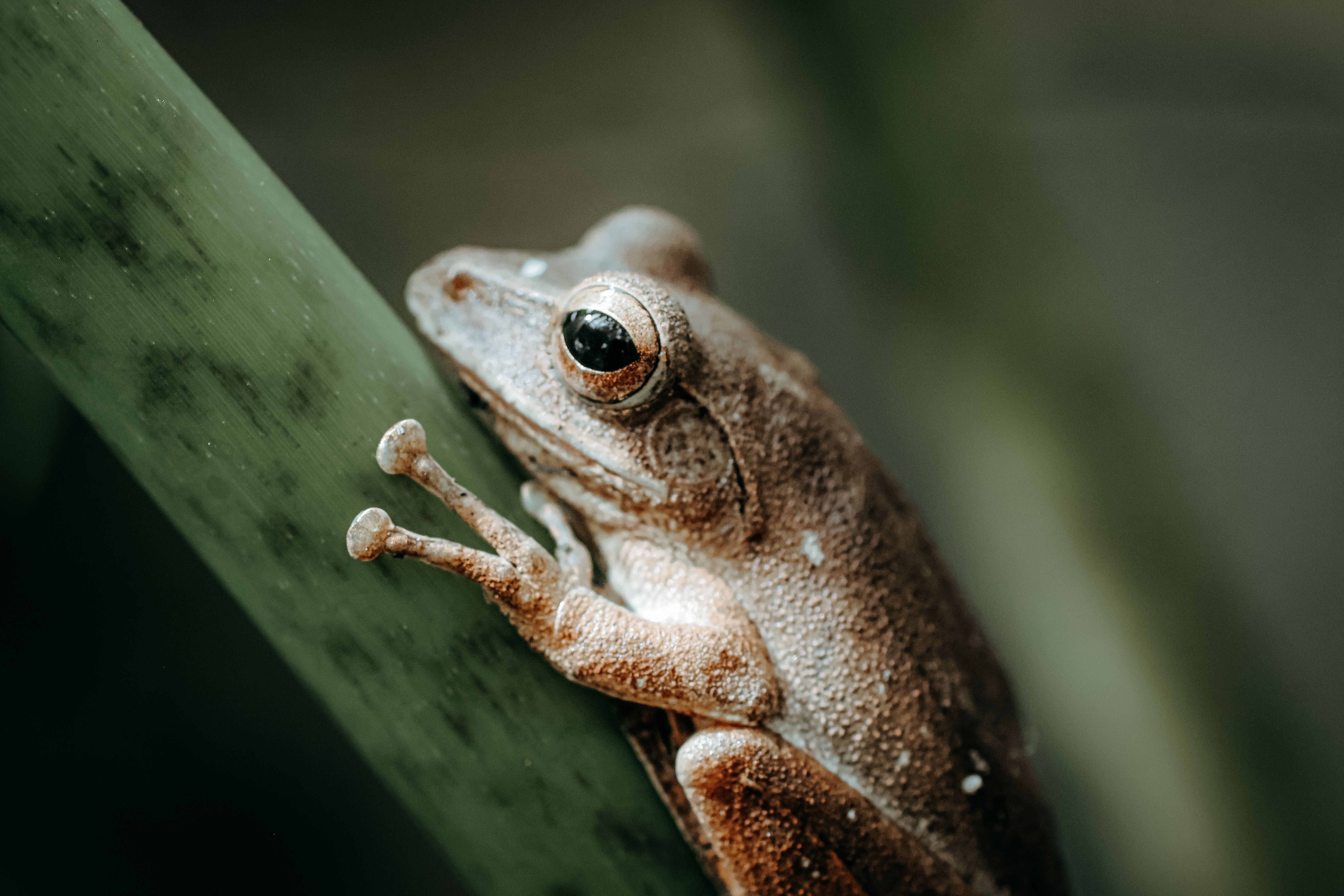 Detailed macro shot of a frog clinging to a plant stem, showcasing its textured skin.