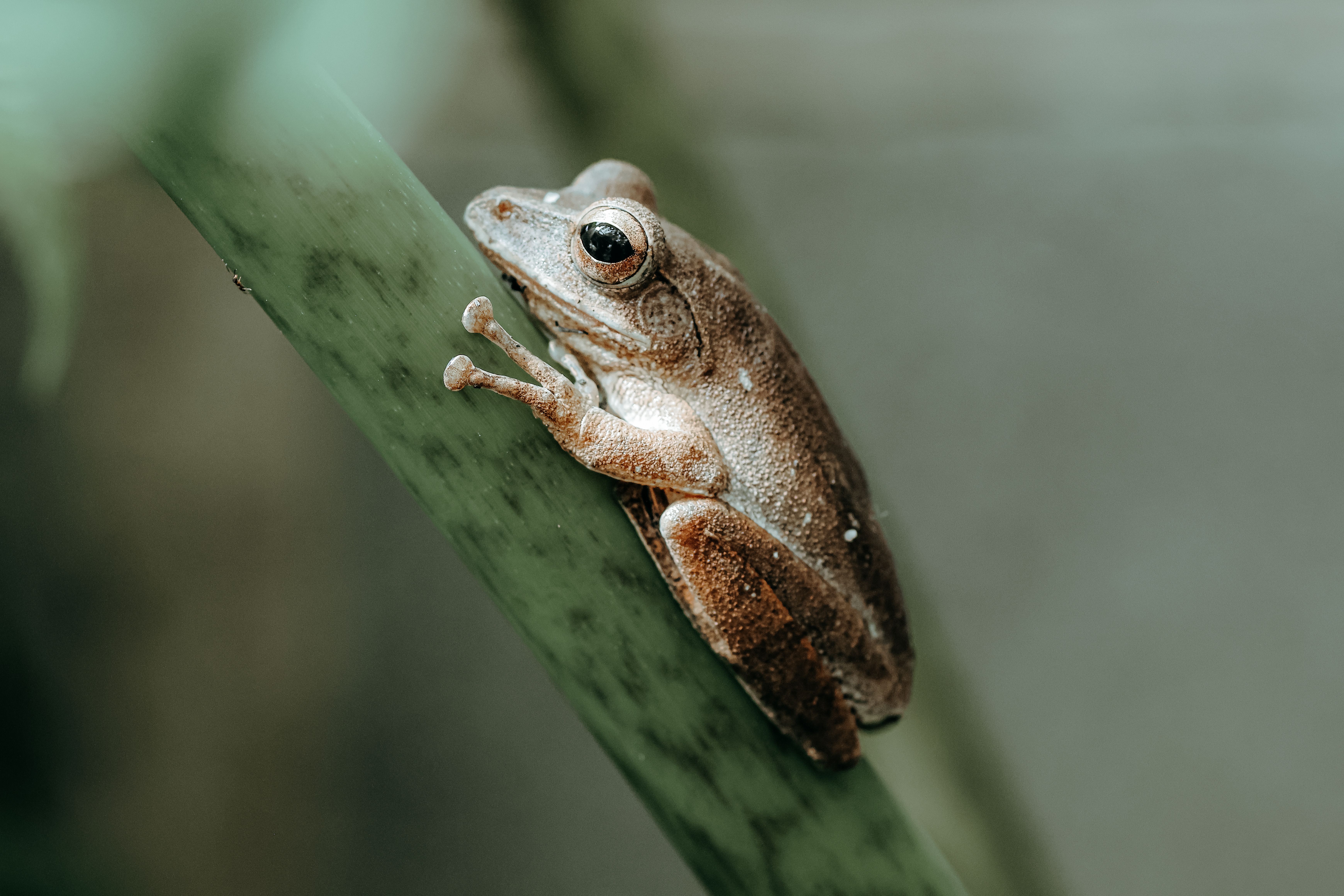 Close-up of a Frog on a Leaf in Natural Habitat · Free Stock Photo