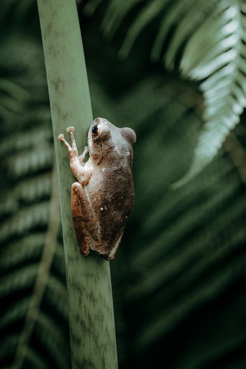 Free A vibrant tree frog perched on a green leaf amidst lush tropical foliage. Stock Photo