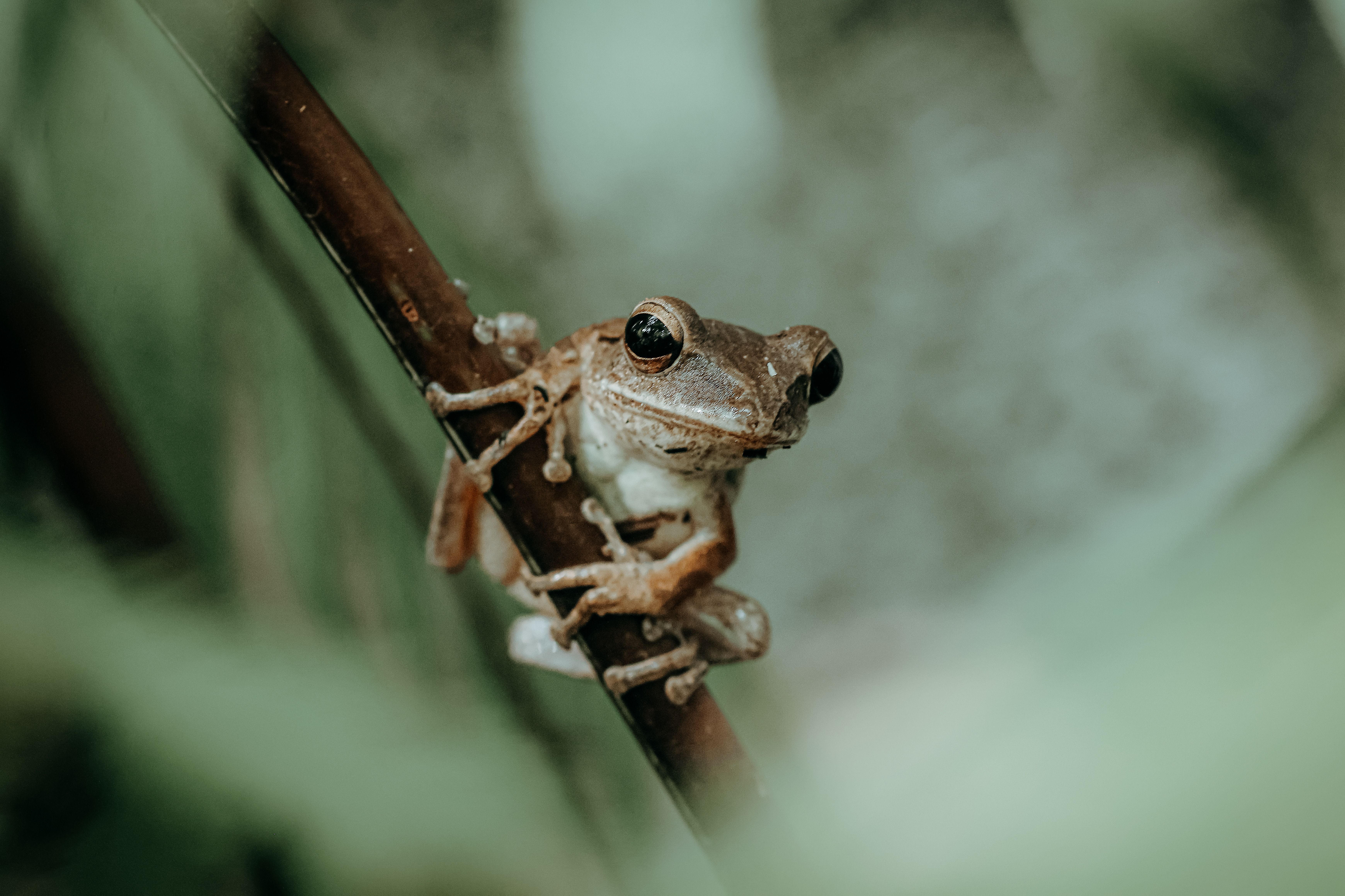 ‘Mystery at Blind Frog Ranch’ returns May 27, where to stream Discovery Channel free — Photo by 🇻🇳🇻🇳Nguyễn Tiến Thịnh 🇻�