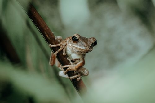 Free Detailed photograph of a frog holding onto a branch amidst lush foliage. Stock Photo