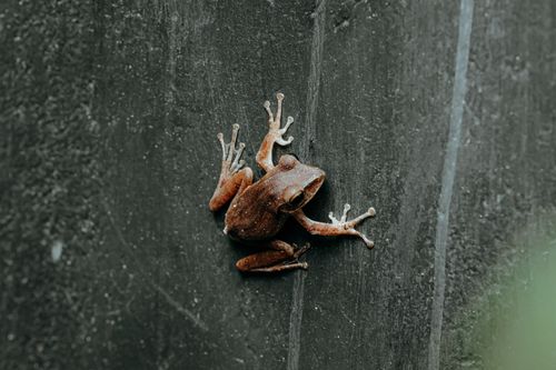 Free Detailed shot of a brown tree frog clinging to a concrete wall with its textured skin visible. Stock Photo