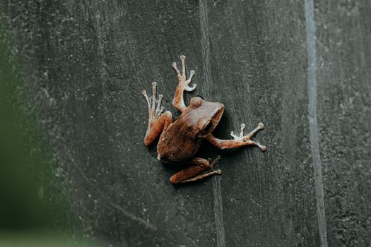 Brown frog clings to a textured, dark surface showcasing its unique and intricate patterns.