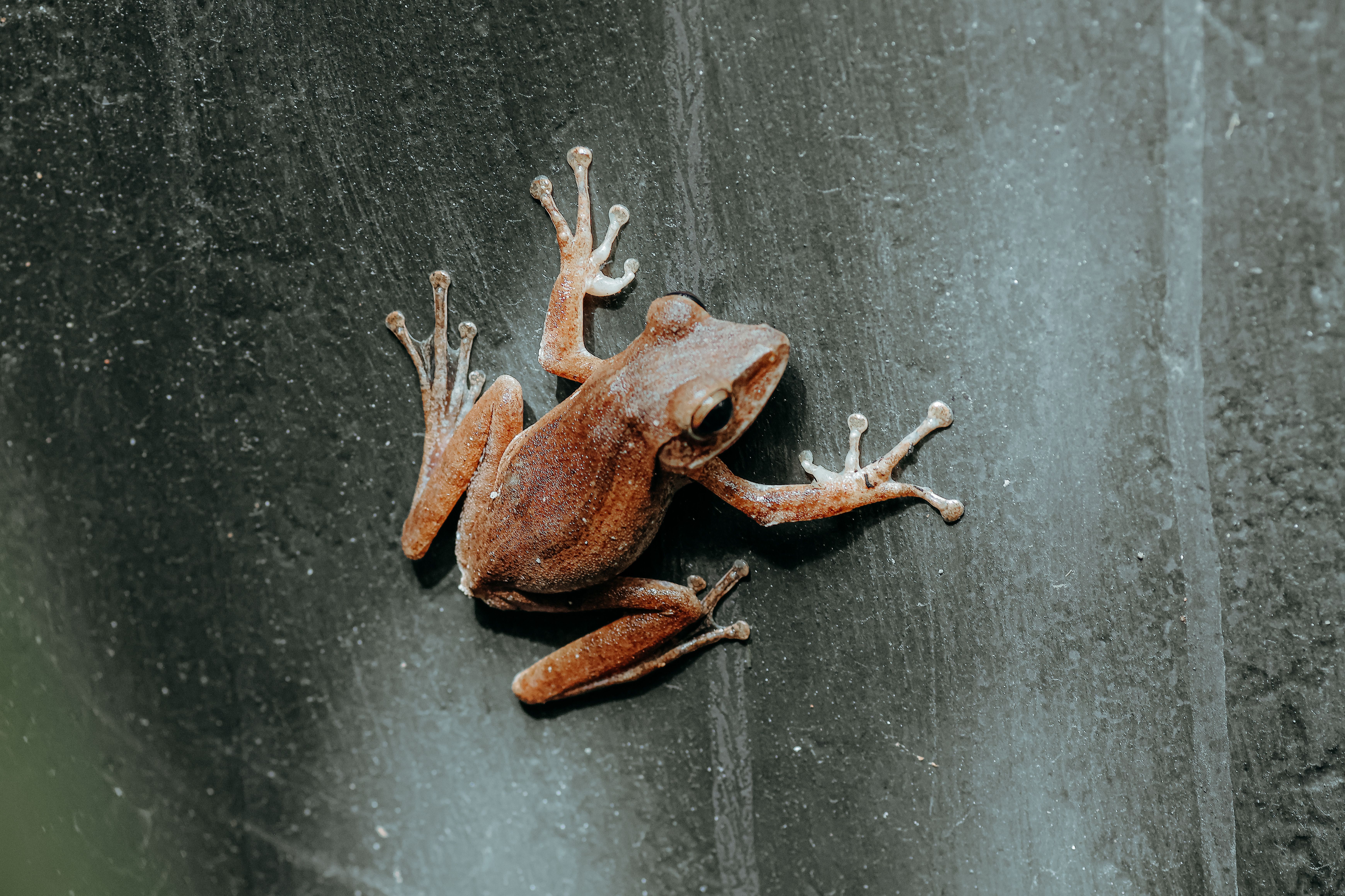 Why do frogs appear when raining? - The Institute for Environmental ...