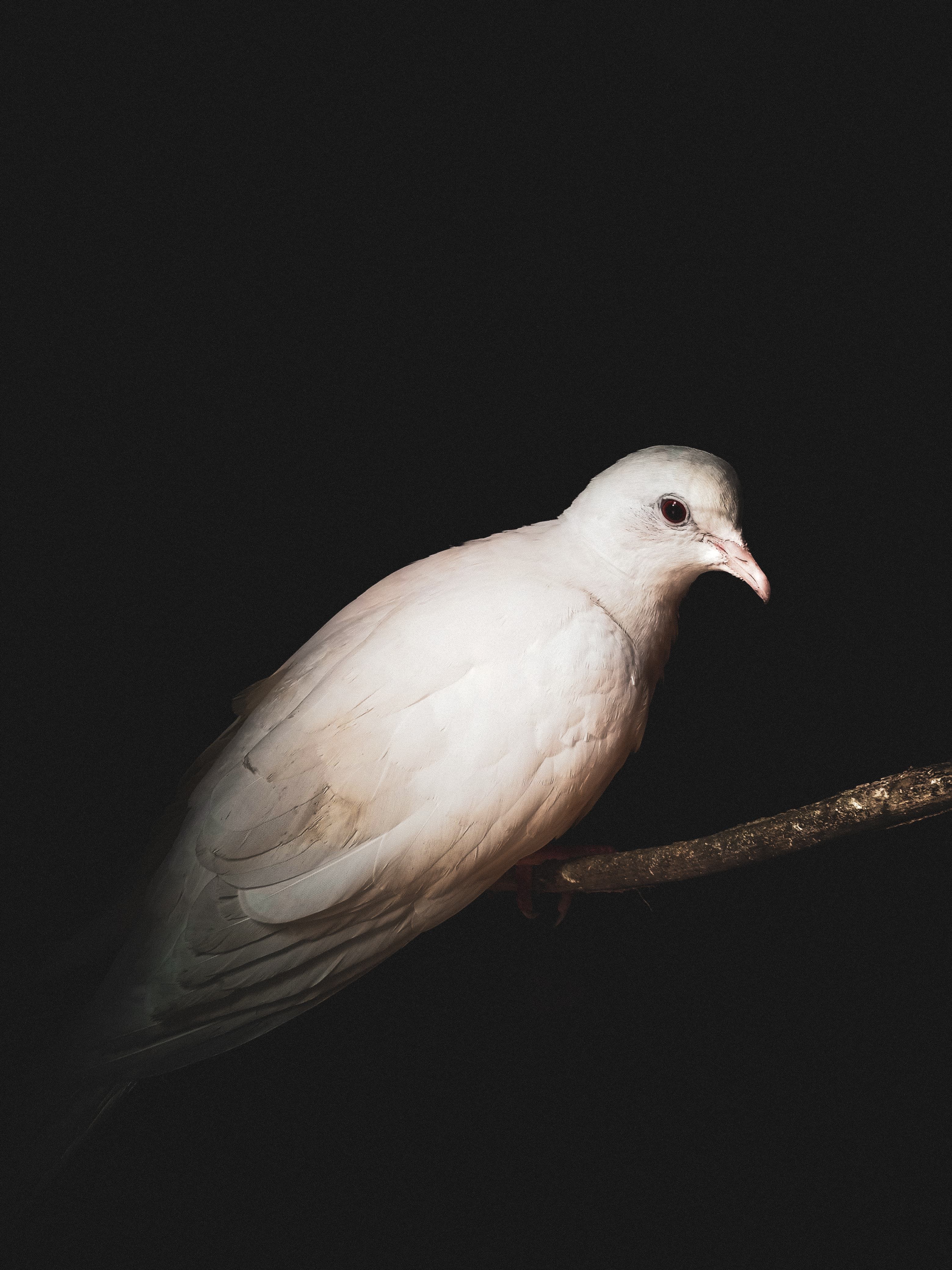 White Dove Photos, Download The BEST Free White Dove Stock Photos & HD ...