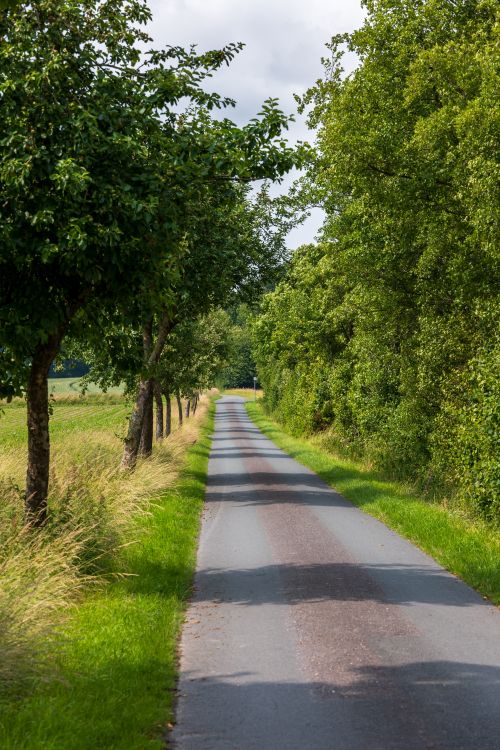 Free A tranquil rural road lined with lush trees, capturing the essence of a summer day. Stock Photo