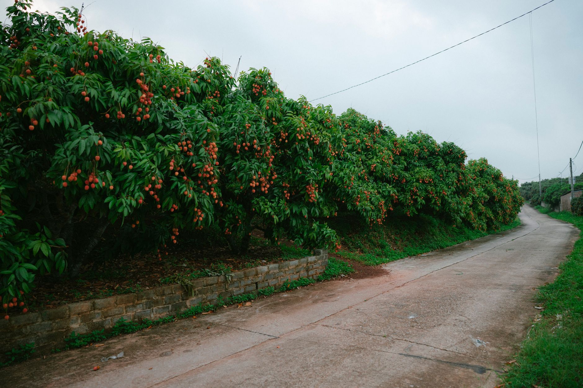 Vibrant lychee trees line a quiet rural road in lush green surroundings.