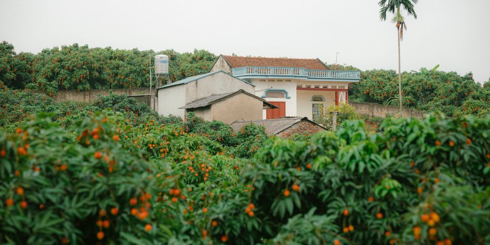 Khám Phá Làng Đại Bình: Nét Đẹp Mộc Mạc Tại Đà Nẵng