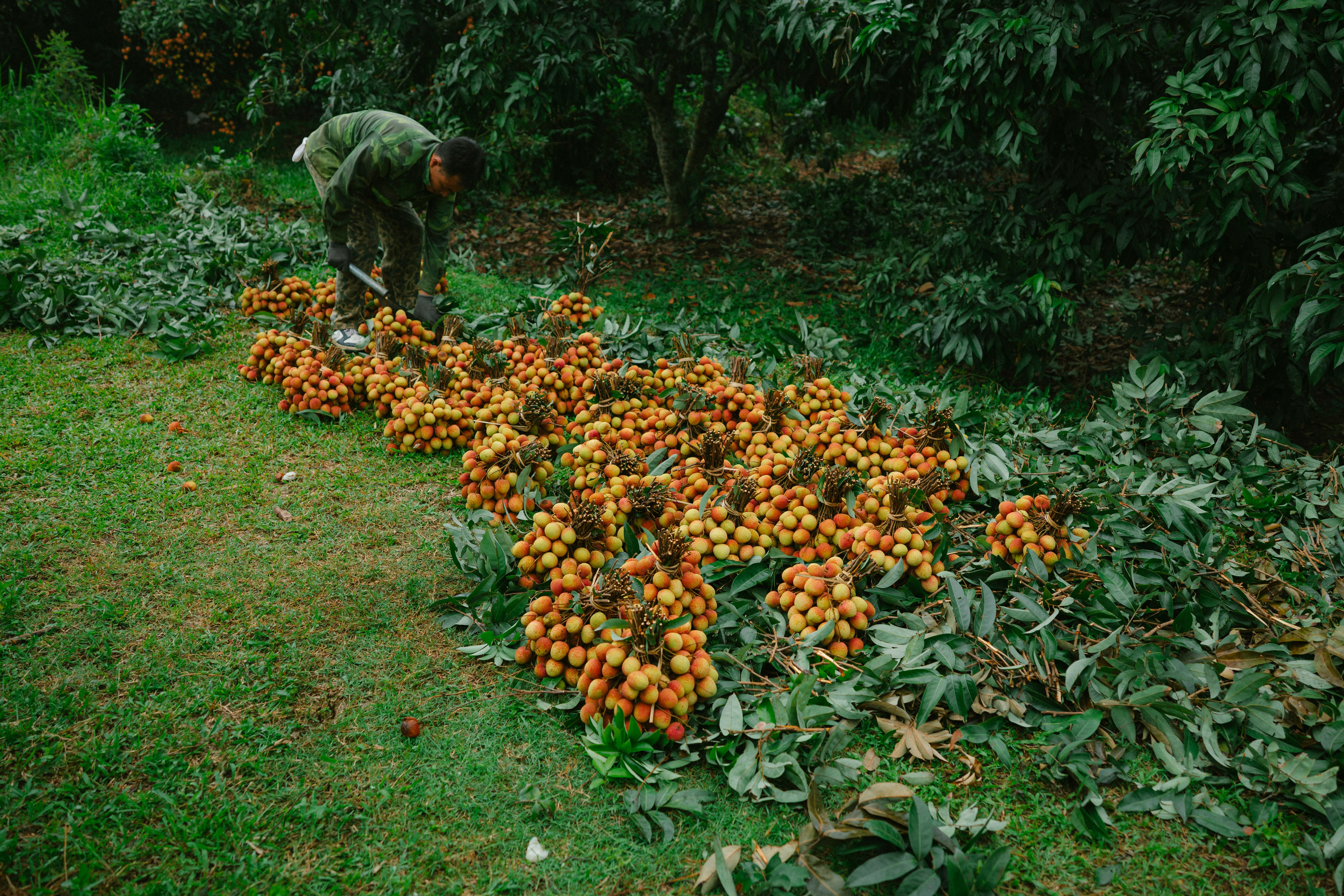 Verger litchi côte Est Madagascar